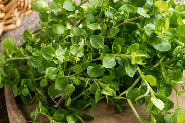 Young leaves of chickweed or Stellaria media - a wild edible plant collected in spring