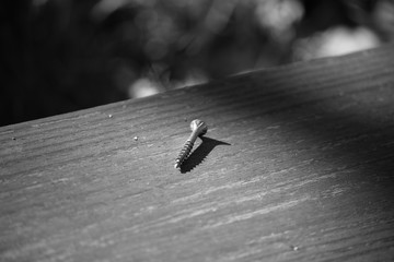 Vis et son ombre sur du bois