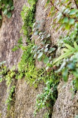 Vegetation growing between the stones of a wall