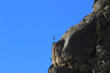 Un Arbre au bord de la falaise