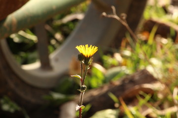 Un pissenlit devant une roue de brouette