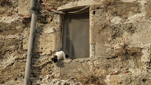 Black and white cat climbs out of a window of a traditional greek stone house, then jumps down