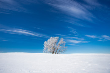 winter landscape with tree and blue sky