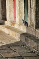 Dove sunbathing on the stone step of a portal