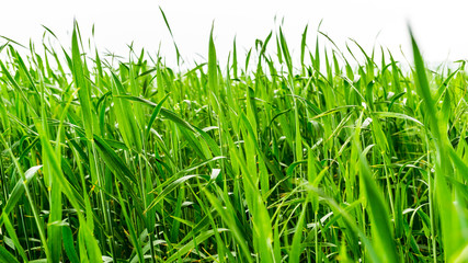 junge gruene Getreidepflanzen auf dem Feld