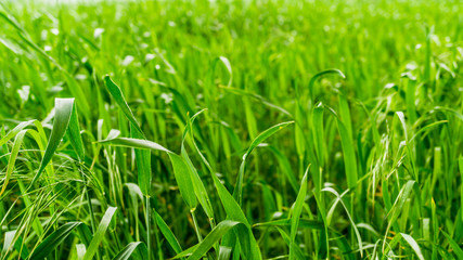 junge gruene Getreidepflanzen auf dem Feld