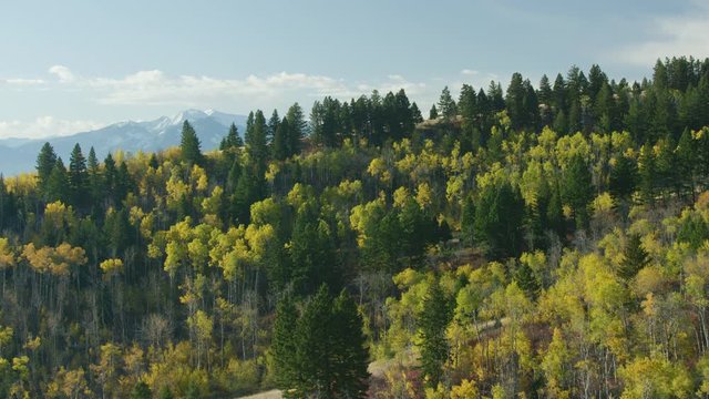 Dramatic reveal of the Absaroka mountains from behind a tree covered ridge line The bright gold color of Aspen trees in autumn dots the foothills of the Gallatin mountain range near Paradise Valley, Montana.
