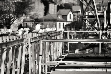 Seagulls perched on metal structure in Porto