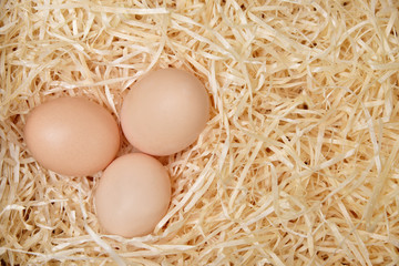 Nest of chicken with three eggs
