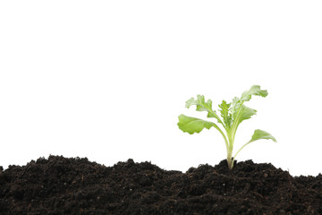 Fertile soil with green sprout isolated on white background