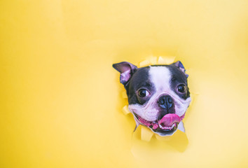 A cheerful and happy dog of the Boston Terrier breed puts its face in a yellow paper hole.