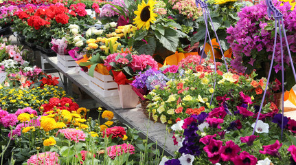 flower pots for sale in the outdoor flower market in the spring