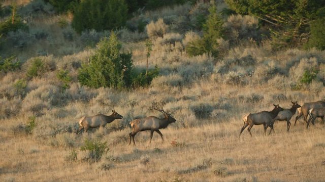 A herd of bull and cow elk wanders on a sun-bathed ridge at sunrise in southwestern Montana