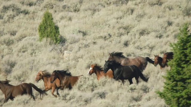 Herd of Mustang horses gallop through sagebrush, meadows, and trees in the foothills of the Gravelly mountain range near Ennis, Montana