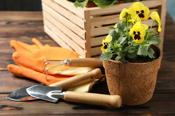 Flowers and gardening tools on wooden background, close up