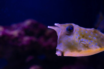 Nice cowfish close up portrait in salt water aquarium marine fauna