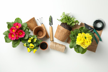 Flowers and gardening tools on white background, top view