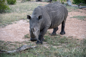 A white rhino (Ceratotherium simum) photographed in the Timbavati Reserve, South africa