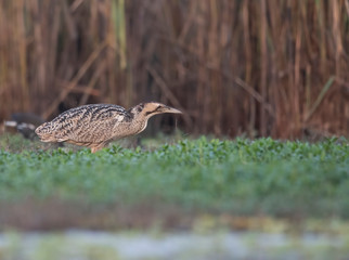 Eurasian bittern Botaurus stellaris