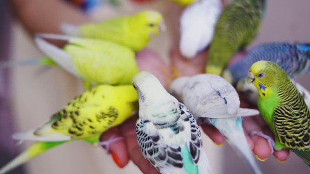 a girl feeds colorful parrots tropical birds with her hands. birds sit on their palms