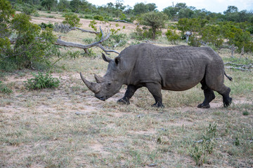 Naklejka premium A white rhino (Ceratotherium simum) photographed in the Timbavati Reserve, South africa