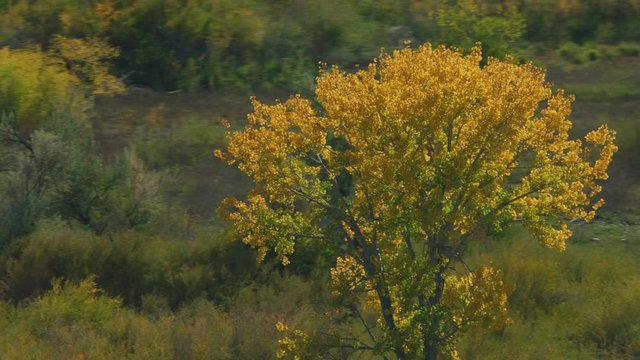 Bighorn River is filled with golden Cottonwood trees in early autumn