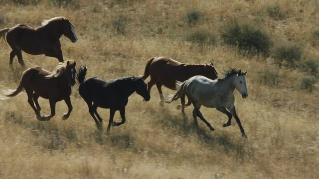 Herd of Mustang horses gallop through sagebrush, meadows, and trees in the foothills of the Gravelly mountain range near Ennis, Montana