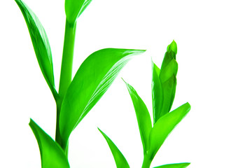 Fototapeta na wymiar Frash green leaves of houseplant isolated on white backrgound. Spring concept. Place for text.