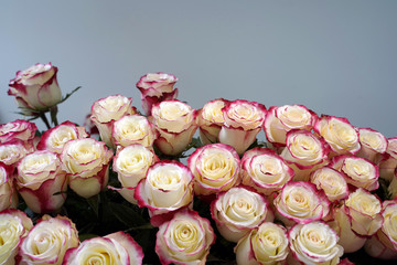 delicate cream roses with pink edges on a gray background. free space for advertising, logo or text