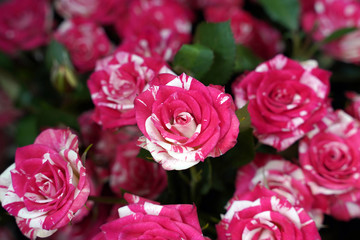 original pink roses as background, texture, wallpaper. selective focus