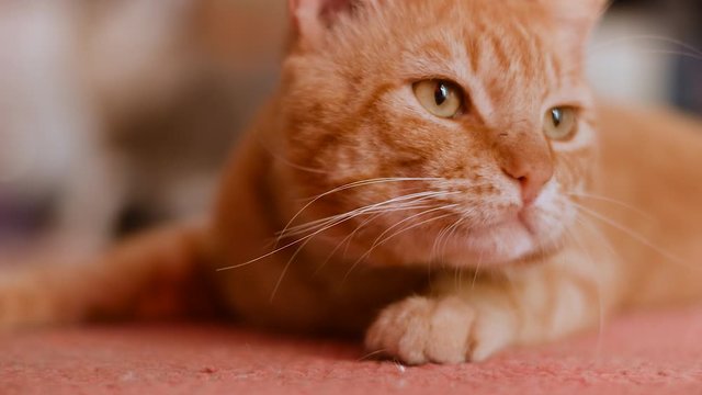 Beautiful orange cat face closeup looking around then laying down to sleep