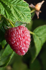 Ripe raspberry berry  Lowkey lighting