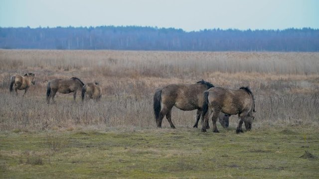 Very rare Polish wild grey ponies. Natural park in Eastern Poland.