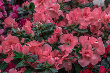 Pink azalea bushes in Flower Shop. Beautiful spring flowers.