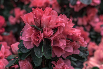 Pink azalea bushes in Flower Shop. Beautiful spring flowers.
