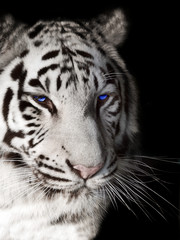 portrait of a white tiger