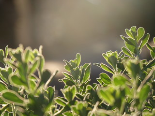 Green Plant
