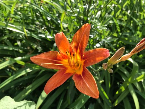 Large orange Lily close-up in the rays of the setting sun on a background of green foliage. Mobile photos in natural daylight in Russia