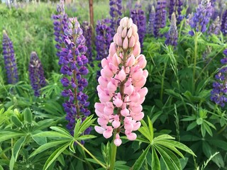 Pink lupine in a flower bed with lilac lupines. Mobile photos in natural daylight in Russia.