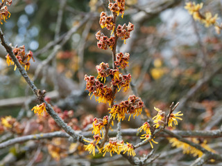 Hamamelis intermedia 'Pallida' | Chinese witch-hazel, winterbloom with strap-like sulphur yellow flowers in late winter 