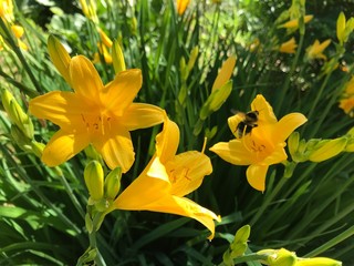 Yellow Lily flower among other flowers and green grass and bees collecting nectar. Mobile photos in natural daylight in Russia.