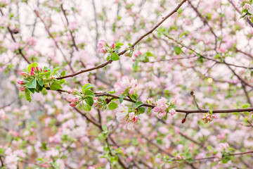 Branches with delicate apple blossoms in a blooming orchard