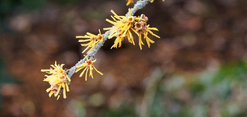 Hamamelis mollis 'Pallida'  |  Ornamental vase-shaped schrub with Fragant sulphur yellow ribbon-shaped petals on bare branches