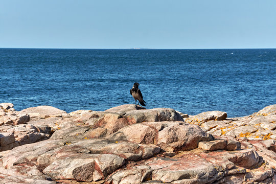 The Danish crow (Corvus cornix) on the rocky coast of Baltic sea in Gudhjem, Bornholm island, Denmark.