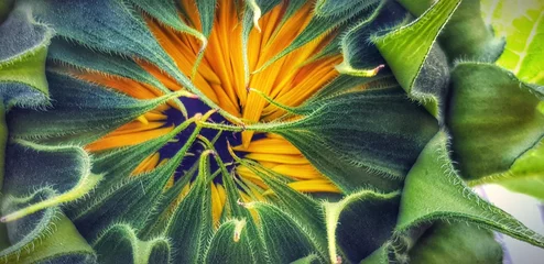 Poster Makro von Sonnenblumen © Nicole
