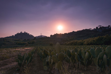 Atardeceres, Nopalera, fondos al alba, crepúsculo.