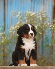 portrait of a bernese mountain dog puppy 