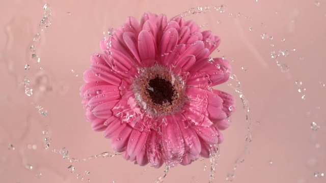 Water spinning off pink Gerber daisy on pink background.  Shot in slow motion with Phantom Flex 4K camera.