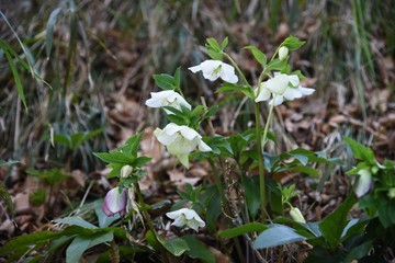 Christmas roses are also called winter queens because they bloom with pink and white flowers in winter with few flowers.