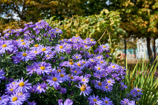 Aromatic Aster October Skies